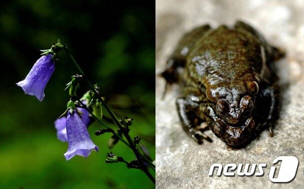 치악산의 깃대종인 금강초롱과 물두꺼비. 금강초롱은 우리나라에서만 자라는 고유종이지만, 학명에 일본인 이름과 아시아만 들어있어 꽃에게 미안하다. 사진 김정순 ⓒ 뉴스1