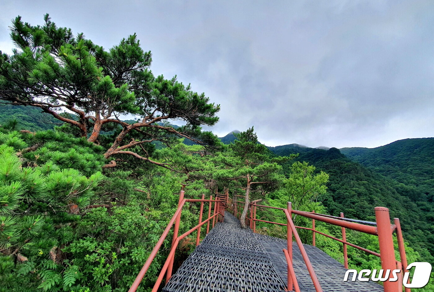 본문 이미지 - 사다리병창 중간의 말등바위 전망대. 운치 있는 소나무 사이로 뾰족한 비로봉이 보인다 ⓒ 뉴스1