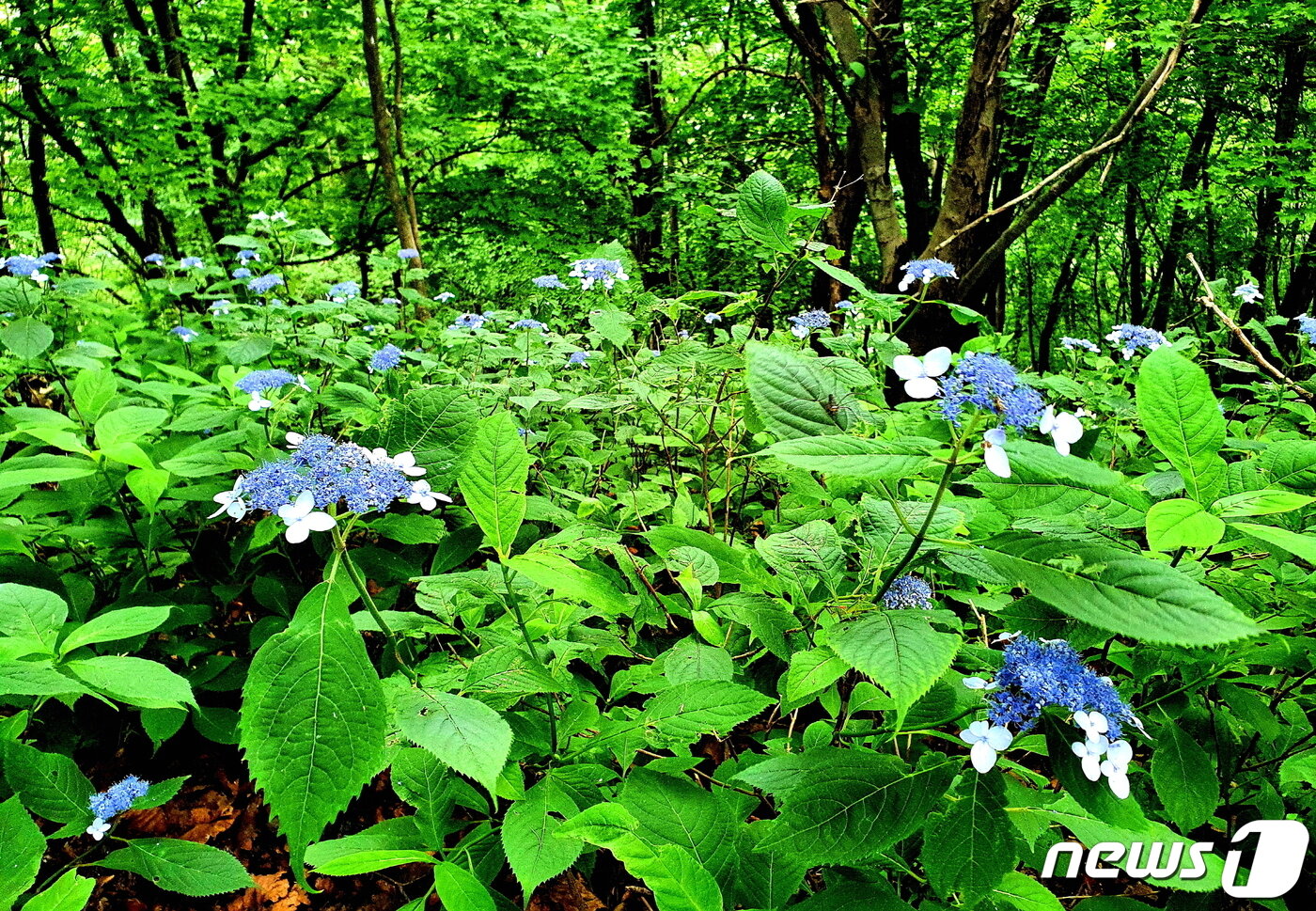 본문 이미지 - 산수국(山水菊). 흰색 큰꽃이 곤충을 유인하고, 가운데 푸르스름한 작은꽃들이 열매를 맺는다 ⓒ 뉴스1