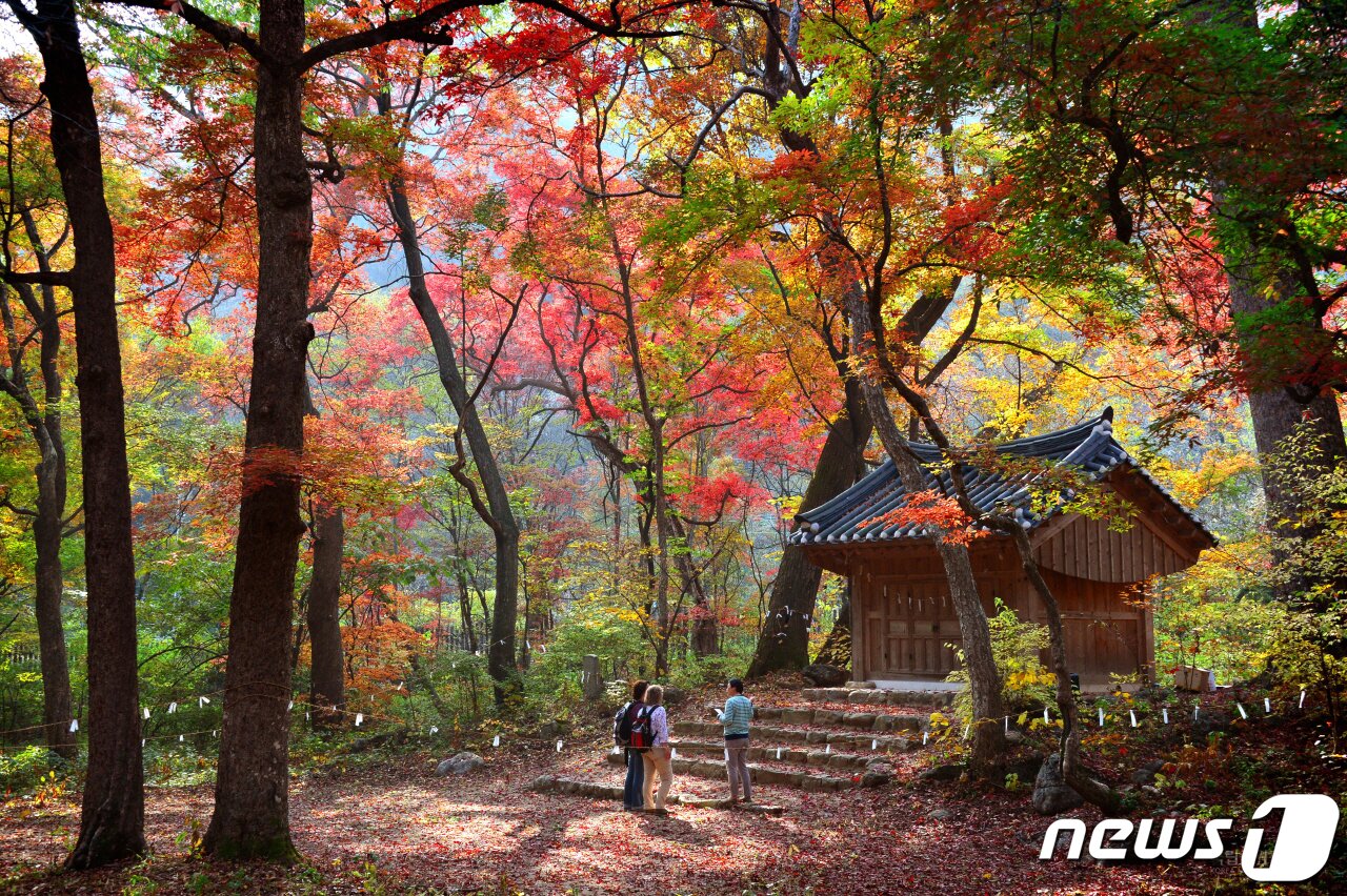 본문 이미지 - 치악산 성황림의 가을. 사진 박윤준, 국립공원공단 ⓒ 뉴스1