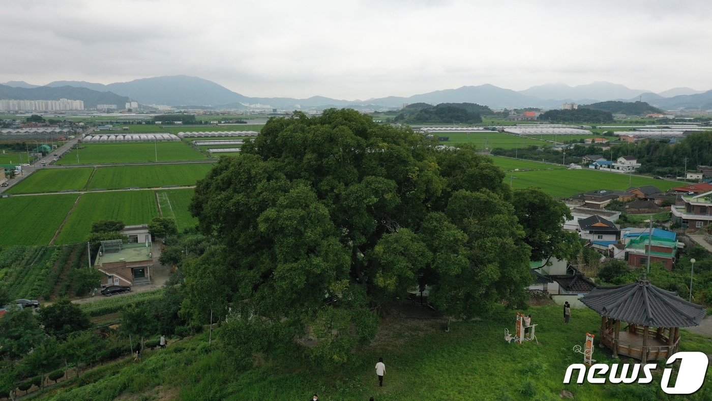 경남 창원시 대산면 북부리 동부마을에 있는 이른바 &#39;소덕동 팽나무&#39;. &#40;문화재청 제공&#41;  ⓒ 뉴스1