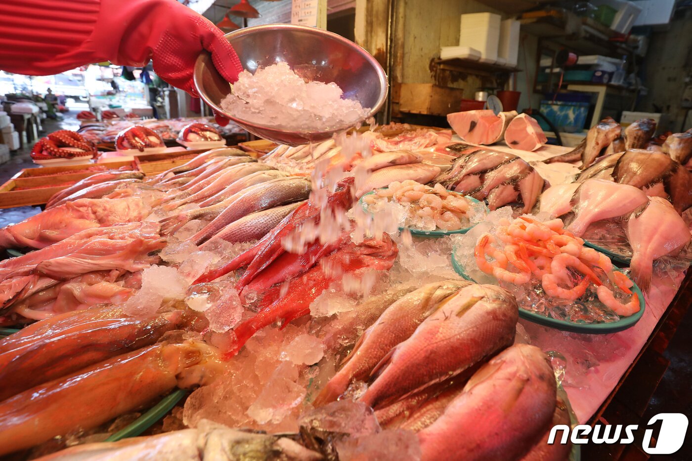 본문 이미지 - 절기상 중복인 26일 폭염이 계속되는 대구 북구 칠성시장 어물전에서 상인이 생선의 선도를 유지하기 위해 얼음을 뿌리고 있다. 2022.7.26/뉴스1 ⓒ News1 공정식 기자