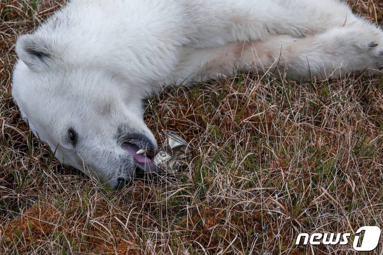 본문 이미지 - 러시아 타이미르반도 북극 딕슨 정착촌에서 먹이를 찾아 민가까지 내려왔다가 혀에 깡통이 박힌 북극곰이 진정제를 맞고 누워있다. 2022. 7. 21. ⓒ 로이터=뉴스1 ⓒ News1 최서윤 기자