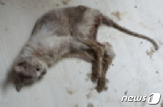 서울의 한 다세대주택에서 발견된 고양이 사체 © 뉴스1 최서윤 기자