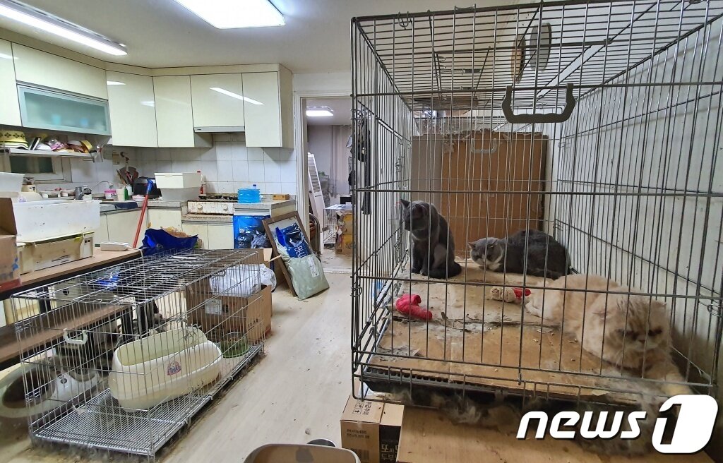 본문 이미지 - 서울의 한 다세대주택에 고양이들이 방치돼 있다. ⓒ 뉴스1 최서윤 기자