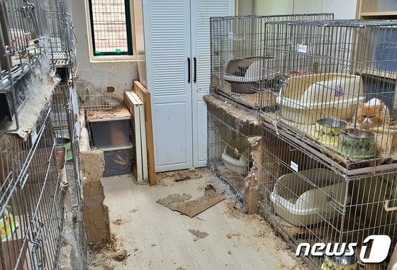 서울의 한 다세대주택에 고양이들이 방치돼 있다. © 뉴스1 최서윤 기자