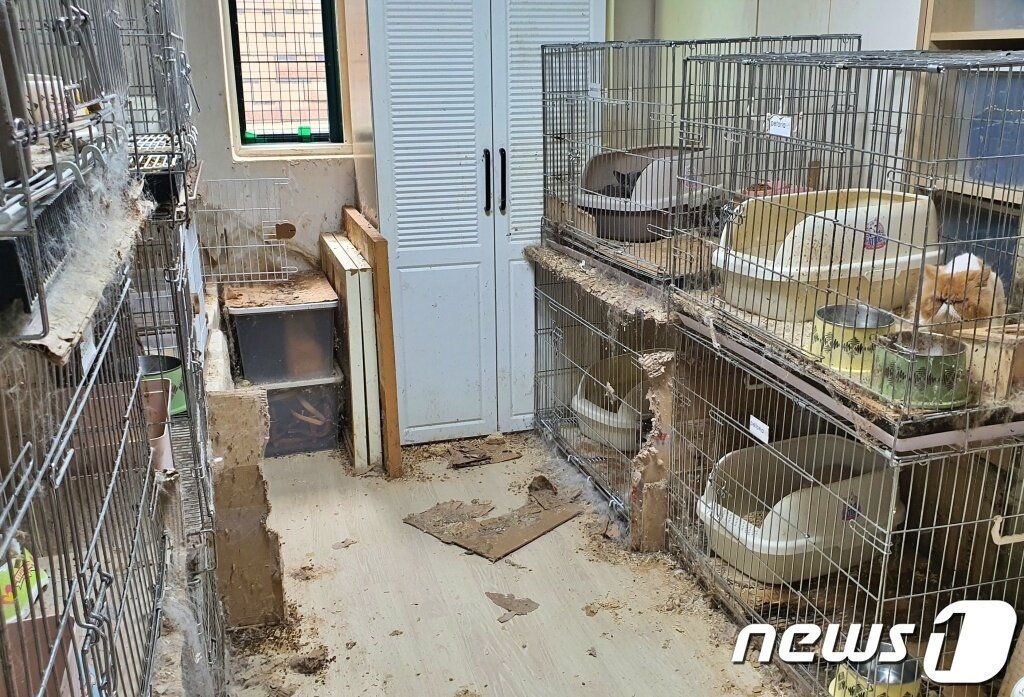 본문 이미지 - 서울의 한 다세대주택에 고양이들이 방치돼 있다. ⓒ 뉴스1 최서윤 기자