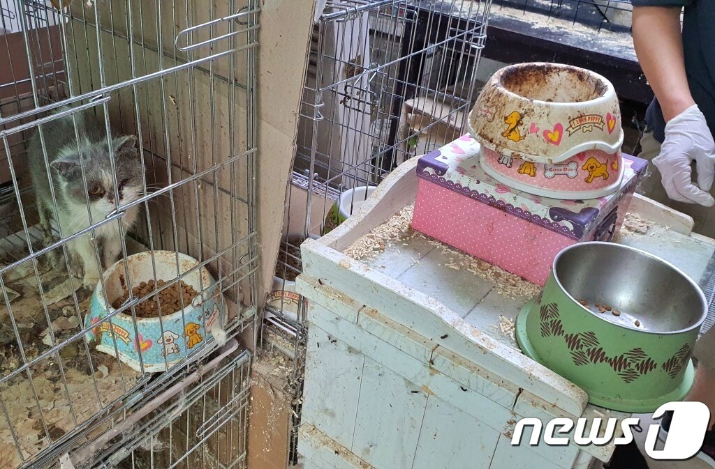 본문 이미지 - 서울의 한 다세대주택에 고양이들이 방치돼 있다. ⓒ 뉴스1 최서윤 기자