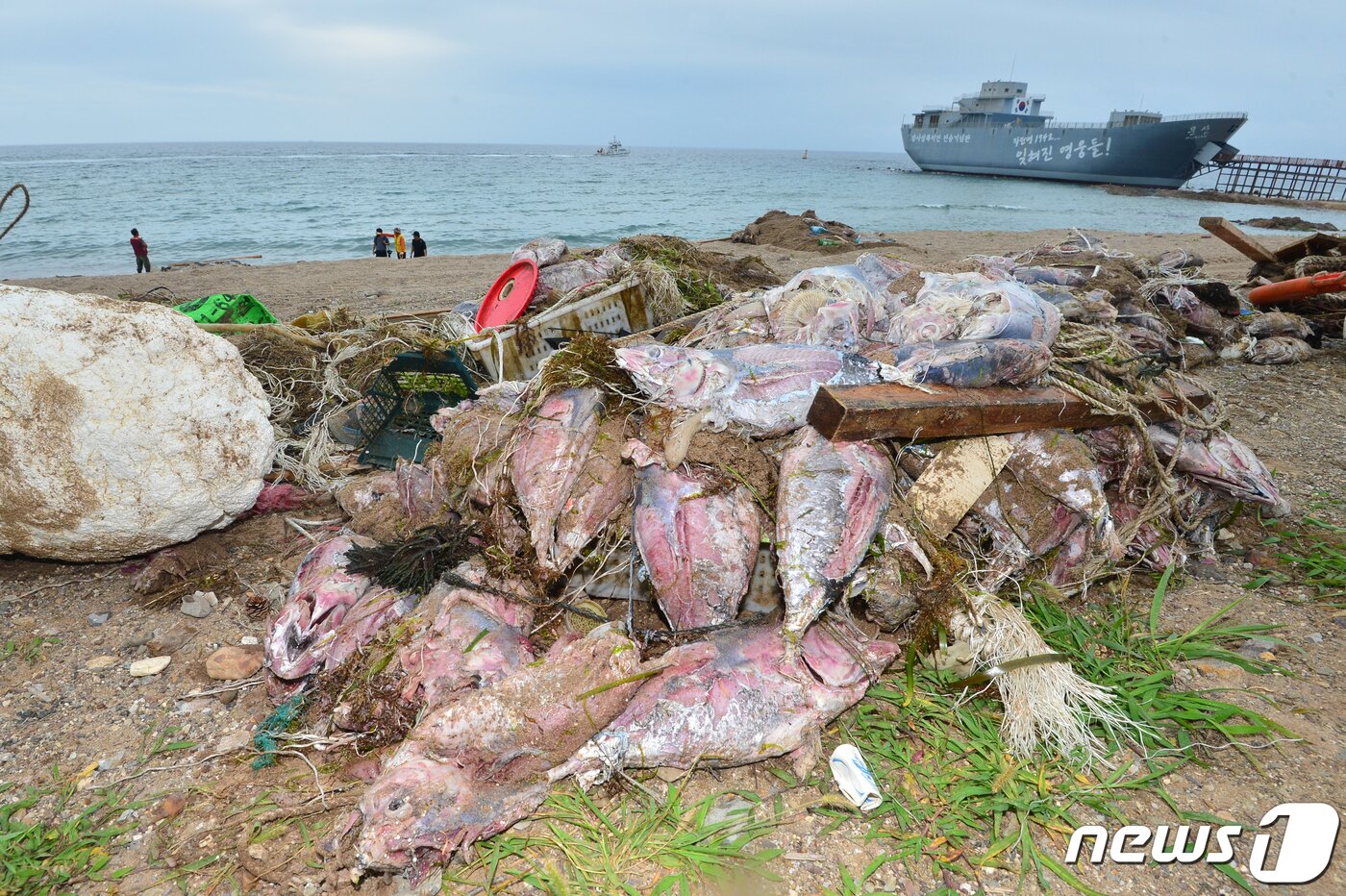 본문 이미지 - 28일 오전 경북 영덕군 장사해수욕장 해안에서 관계지들이 해변으로 밀려온 참치 사체를 치우고 있다.2022.7.28/뉴스1 ⓒ News1 최창호 기자
