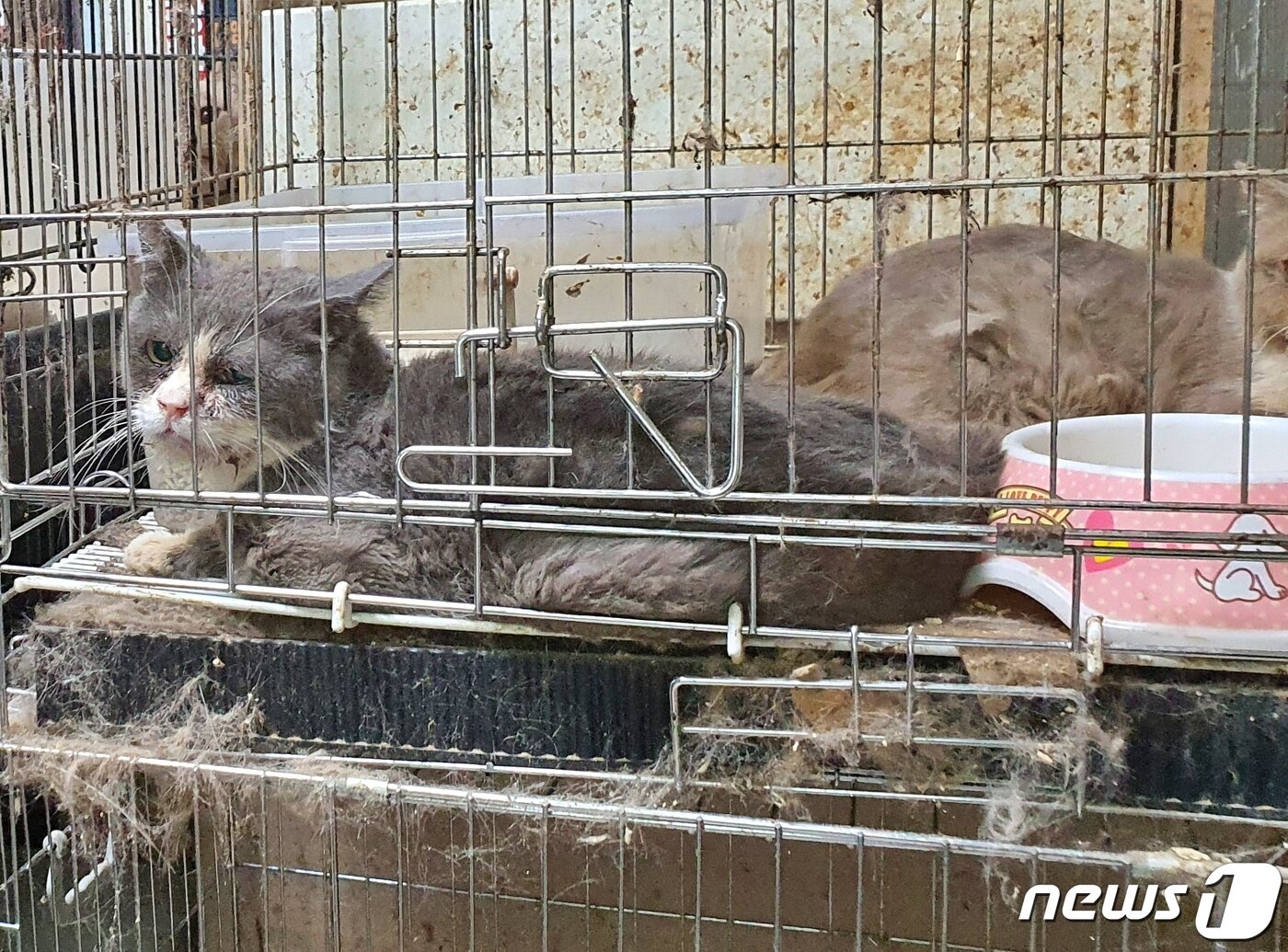 본문 이미지 - 서울 송파구의 한 다세대주택에서 고양이 사체와 방치된 고양이들이 발견됐다. ⓒ 뉴스1 최서윤 기자