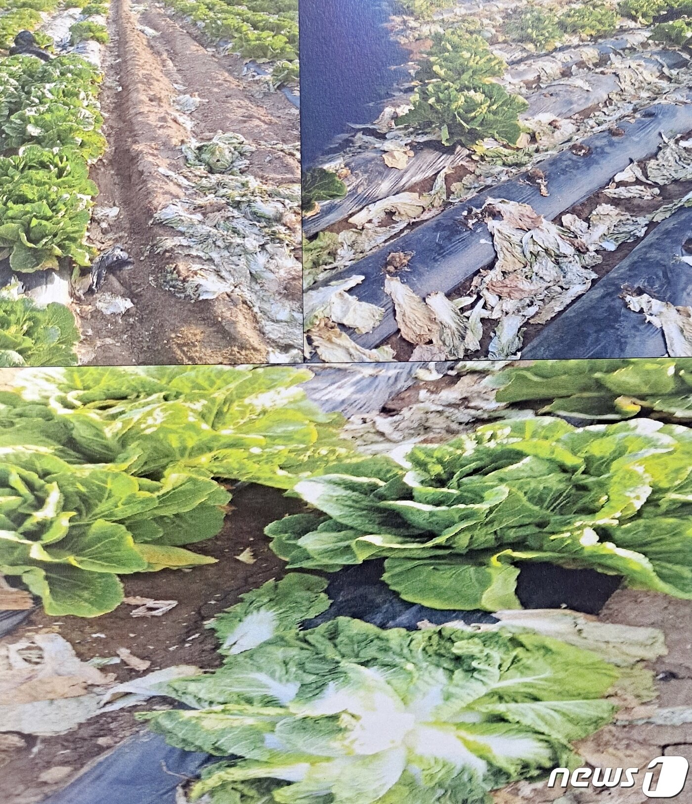 본문 이미지 - 이상기온 등으로 피해를 입은 봄배추.(괴산군 제공)ⓒ 뉴스1