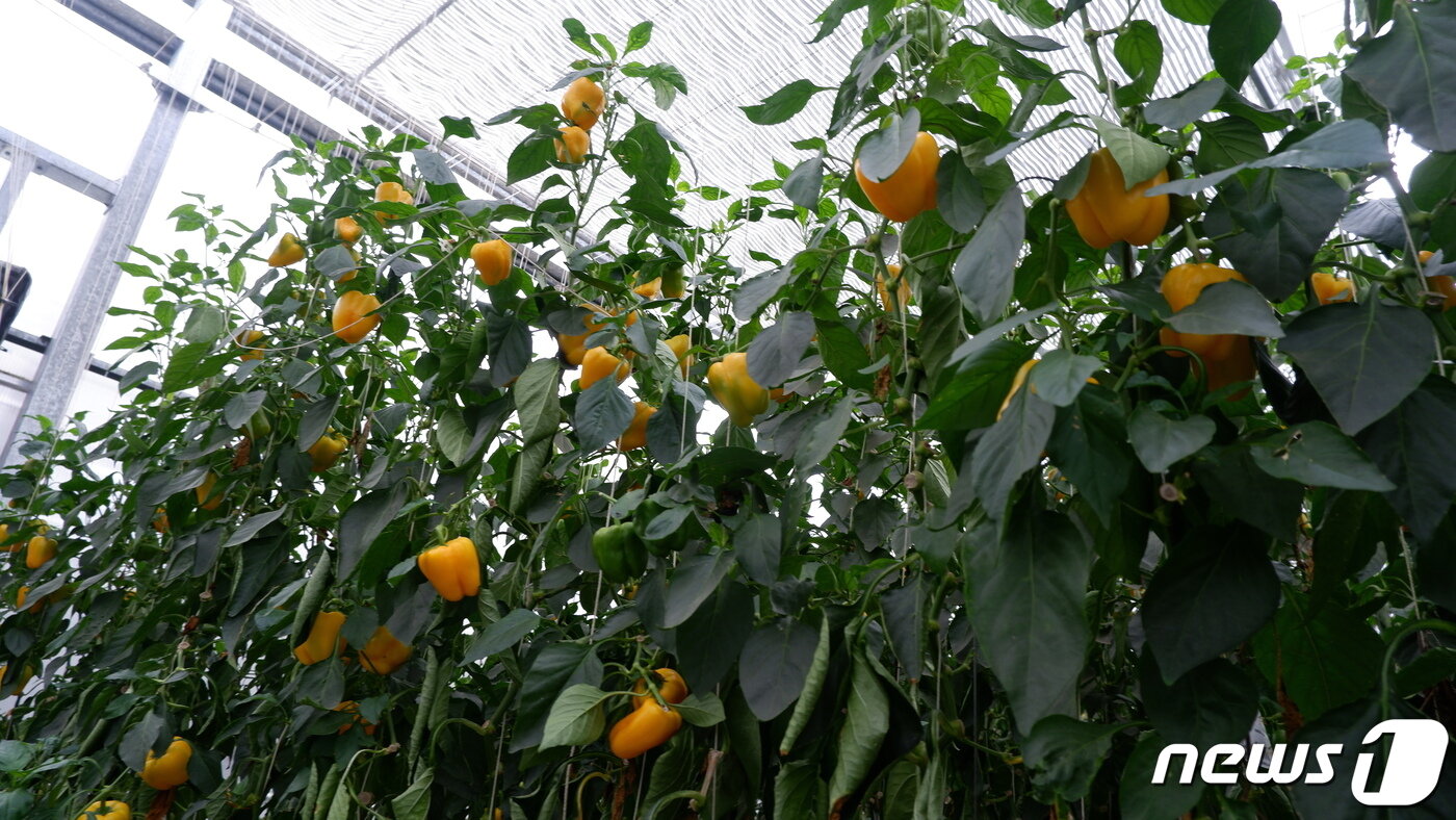 본문 이미지 - 약 1만9800㎡(6000평) 규모의 파프리카 농장ⓒ 뉴스1