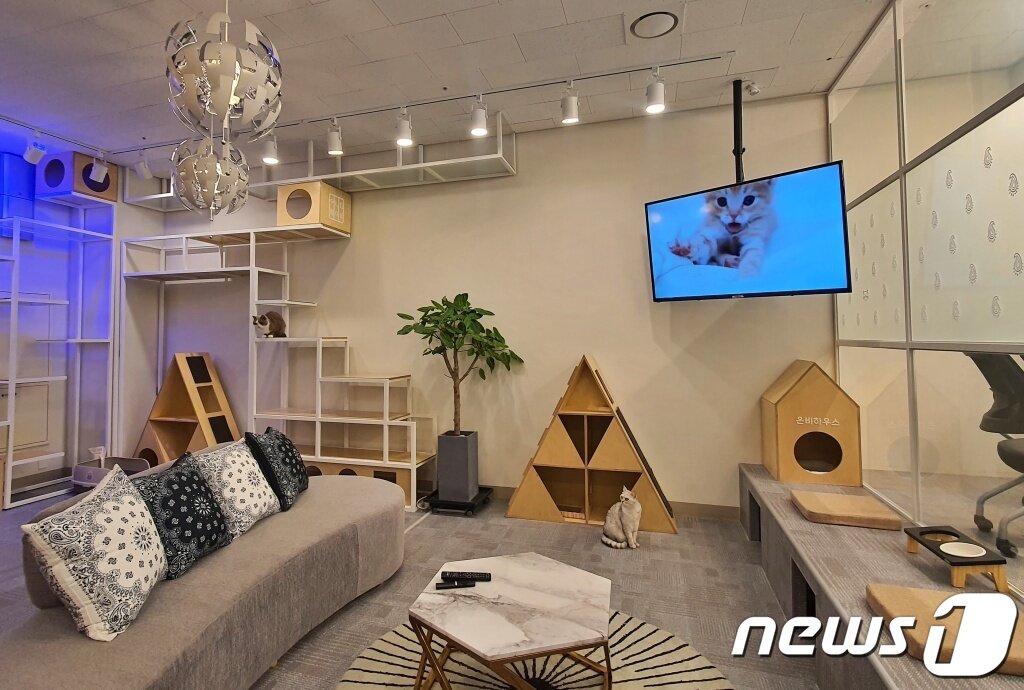 본문 이미지 - 경기 하남시 우다다(어나더베이비) 본사. 고양이 2마리가 상주해 있다. ⓒ 뉴스1 최서윤 기자