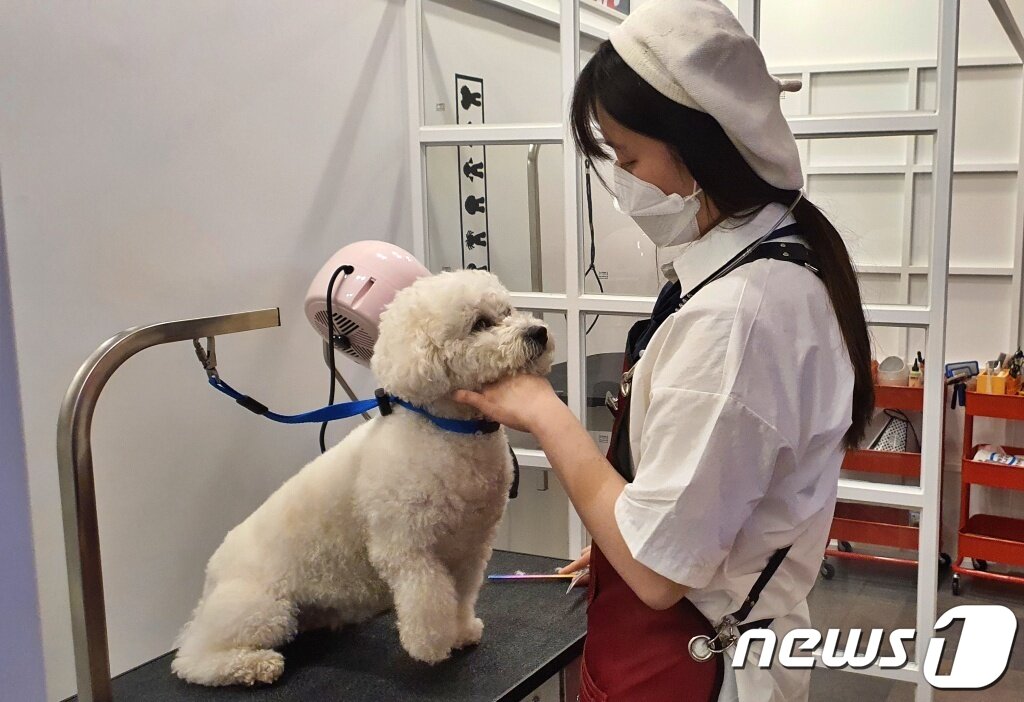 본문 이미지 - 어나더베이비에서 근무하고 있는 애견미용사와 훈련사 ⓒ 뉴스1 최서윤 기자