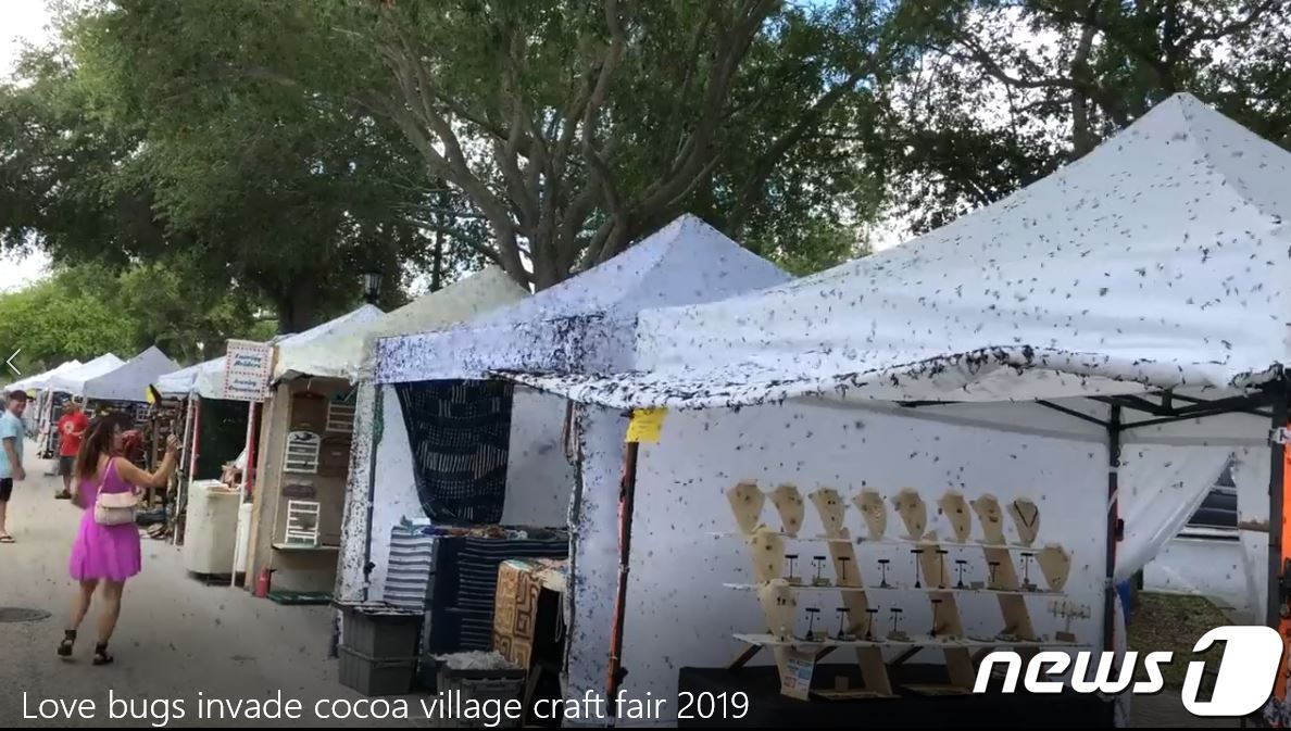 본문 이미지 - 2019년 플로리다 거리를 습격한 러브버그 (유튜브 갈무리) ⓒ 뉴스1