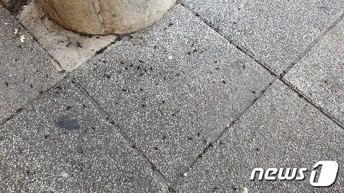 본문 이미지 - 러브버그(사랑벌레) 사체 모습.2022.7.4/뉴스1 김동규 기자ⓒ news1