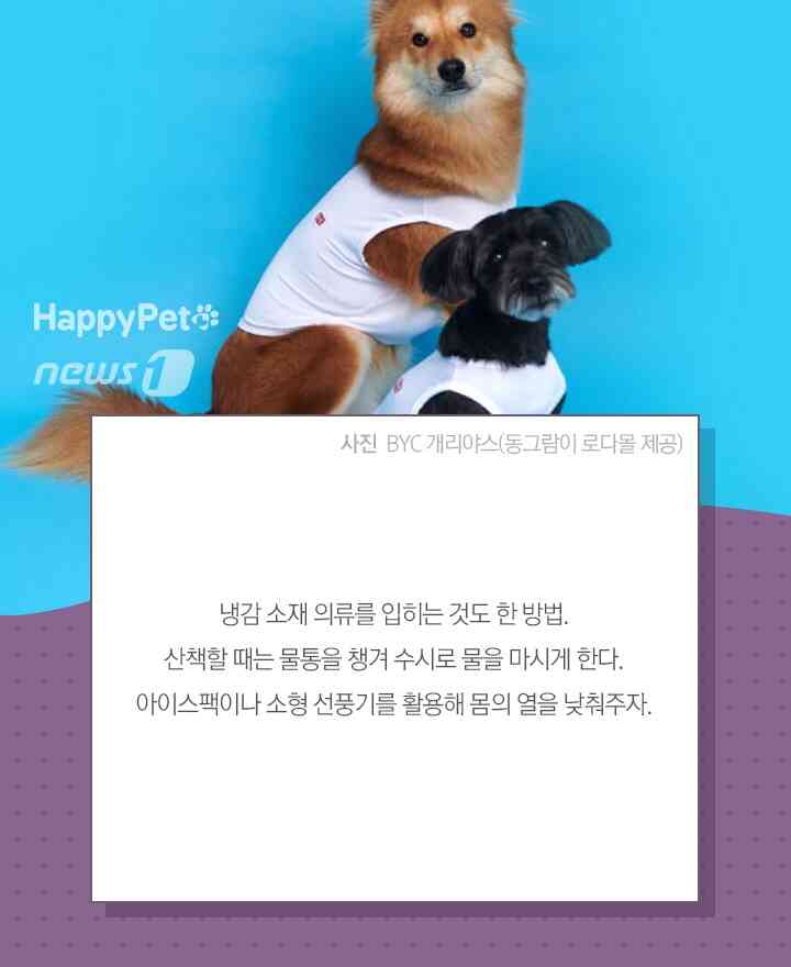 펫카드(동그람이 제공) © 뉴스1