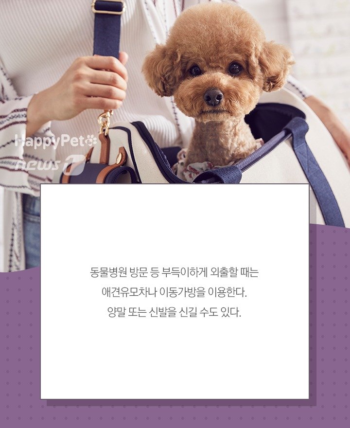 본문 이미지 - 펫카드 ⓒ 뉴스1