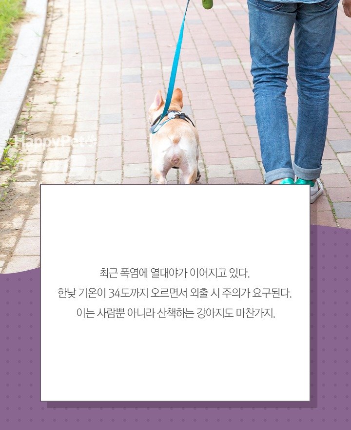 본문 이미지 - 펫카드 ⓒ 뉴스1