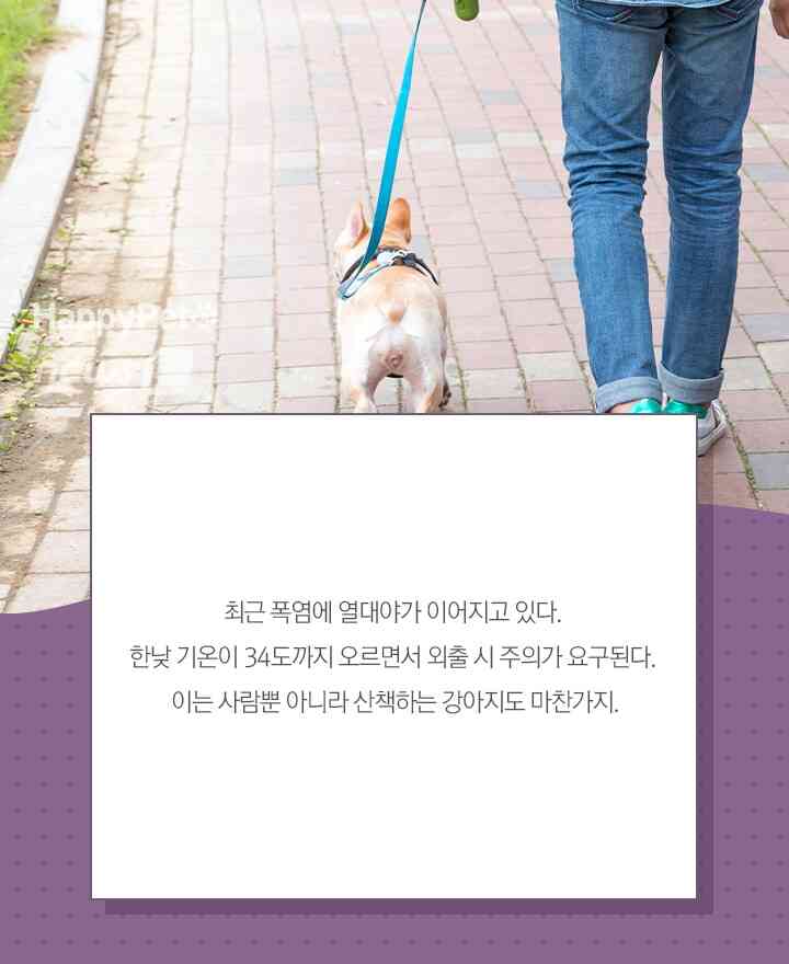 펫카드 © 뉴스1