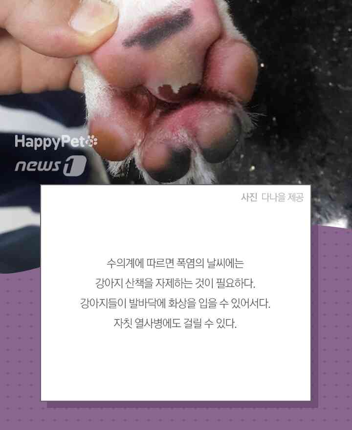 펫카드(다나을동물병원 제공) © 뉴스1