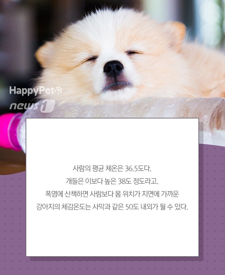 본문 이미지 - 펫카드 ⓒ 뉴스1