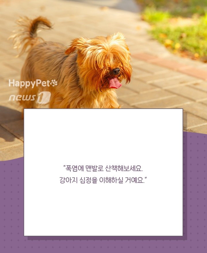 본문 이미지 - 펫카드 ⓒ 뉴스1