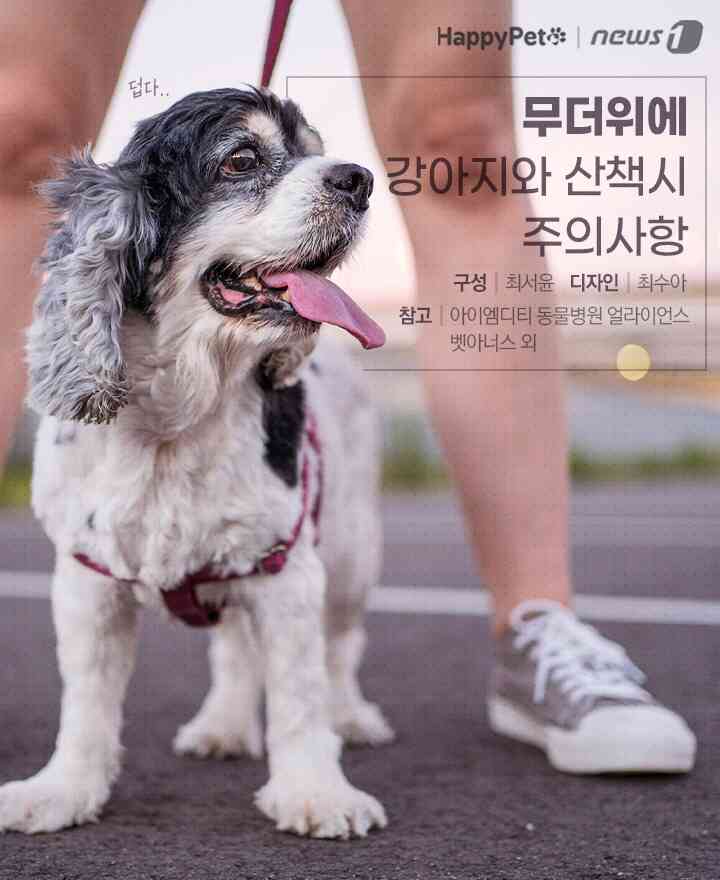 펫카드 © 뉴스1