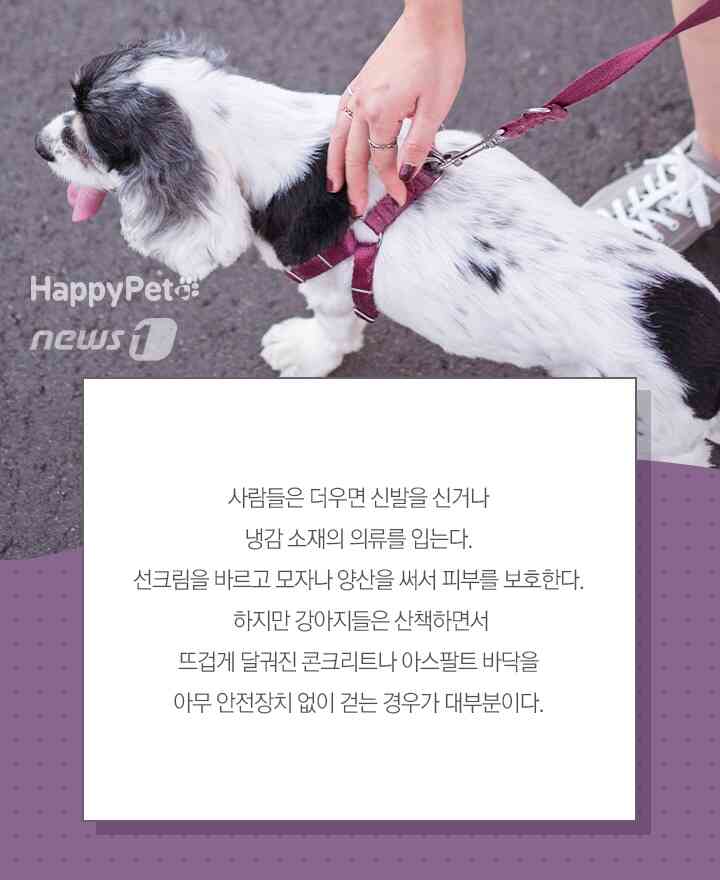 펫카드 © 뉴스1