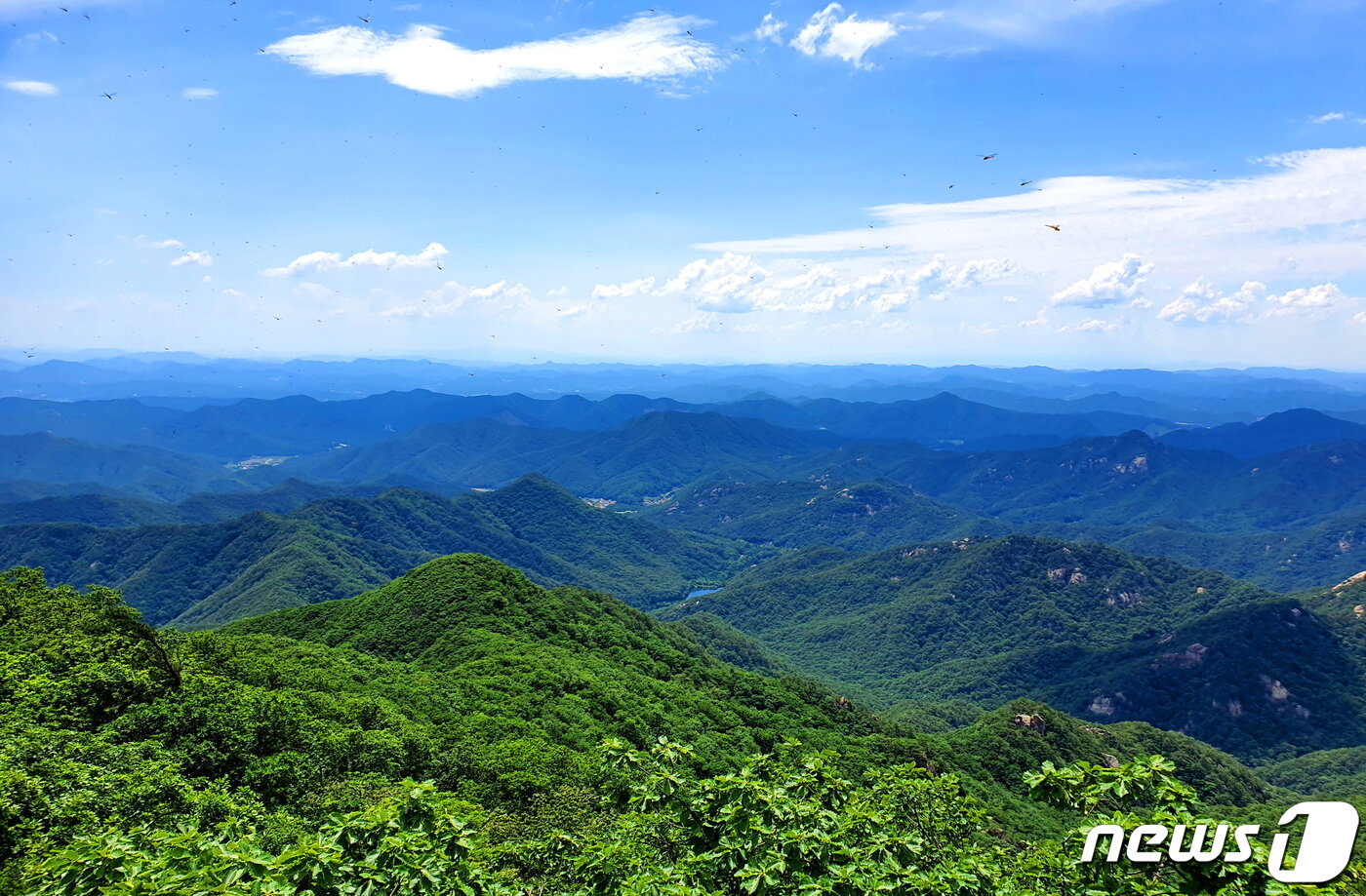 본문 이미지 - 천왕봉에서 내려다 본 속리산. 산이 바다처럼 넘실대는 광활한 풍경 ⓒ 뉴스1