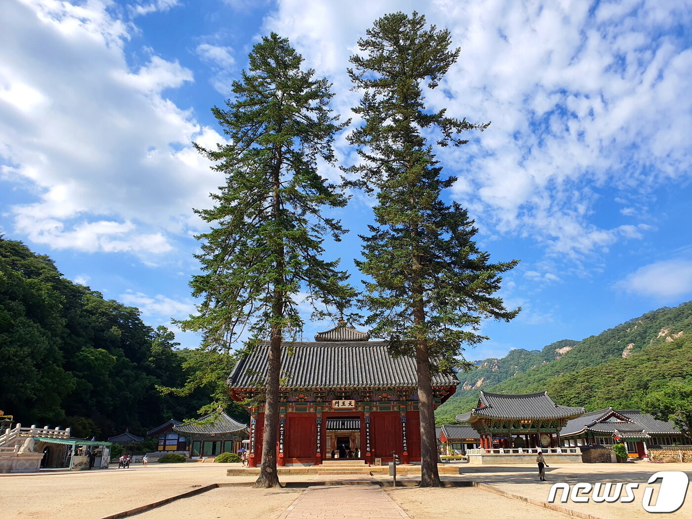 본문 이미지 - 법주사 천왕문 앞에서 절을 지키는 '잣나무 수문장'의 표표한 기상 ⓒ 뉴스1