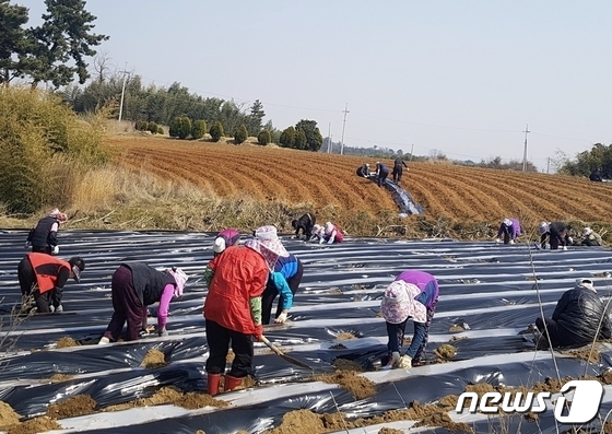 전북 정읍시가 지역 농가의 안정적인 인력수급을 위해 외국인 계절근로자를 지역 농가에 배치한다.  외국인 근로자 근무 모습(정읍시 제공)   © 뉴스1