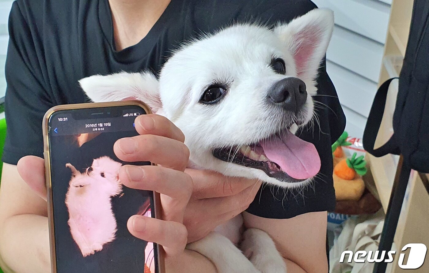본문 이미지 - 안락사 위기에 빠졌던 강아지가 구조 후 서울시 발라당입양센터에서 가족을 찾았다. ⓒ 뉴스1 최서윤 기자