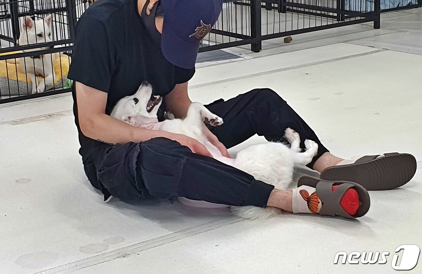 본문 이미지 - 안락사 위기에 빠졌던 강아지가 구조 후 서울시 발라당입양센터에서 가족을 찾았다. ⓒ 뉴스1 최서윤 기자