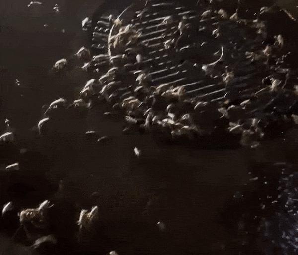 본문 이미지 - 서울 강남역 인근 맨홀 뚜껑 주변에 바퀴벌레들로 추정되는 벌레떼가 출몰해 있다. (유튜브 갈무리) ⓒ 뉴스1