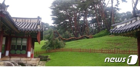 경기 남양주 사릉 비각 인근의 소나무가 9일 집중 호우로 인해 쓰러졌다.ⓒ 뉴스1