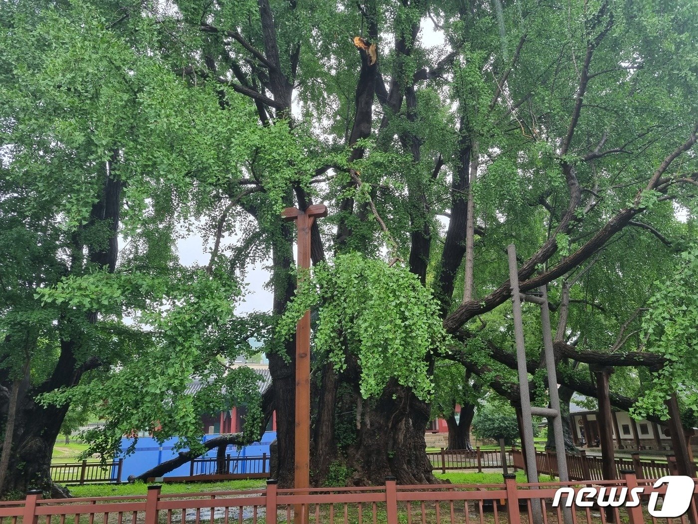 본문 이미지 - 8일 내린 비로 성균관 내 서울 문묘(文廟) 은행나무 가지가 부러진 모습. (문화재청 제공) ⓒ 뉴스1