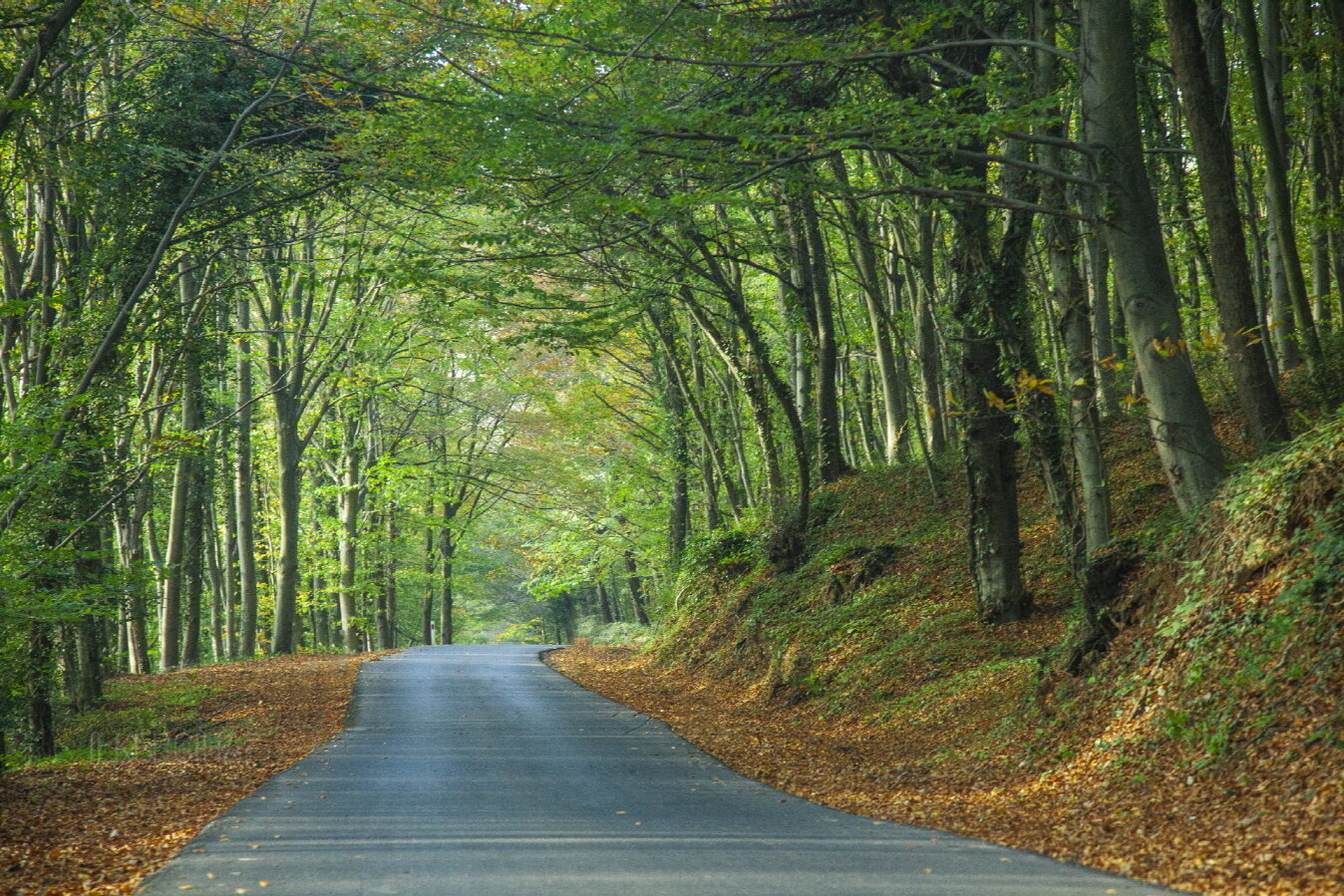 본문 이미지 - 이스탄불 베오그라드 숲 자전거 도로 전경(튀르키예 문화관광부 제공)ⓒ 뉴스1