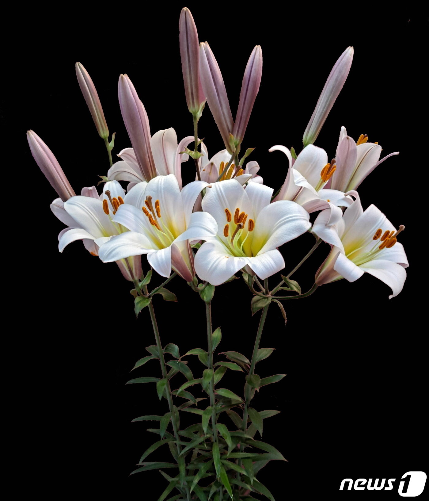 본문 이미지 - 백합 신품종 캔디벨 ⓒ 뉴스1