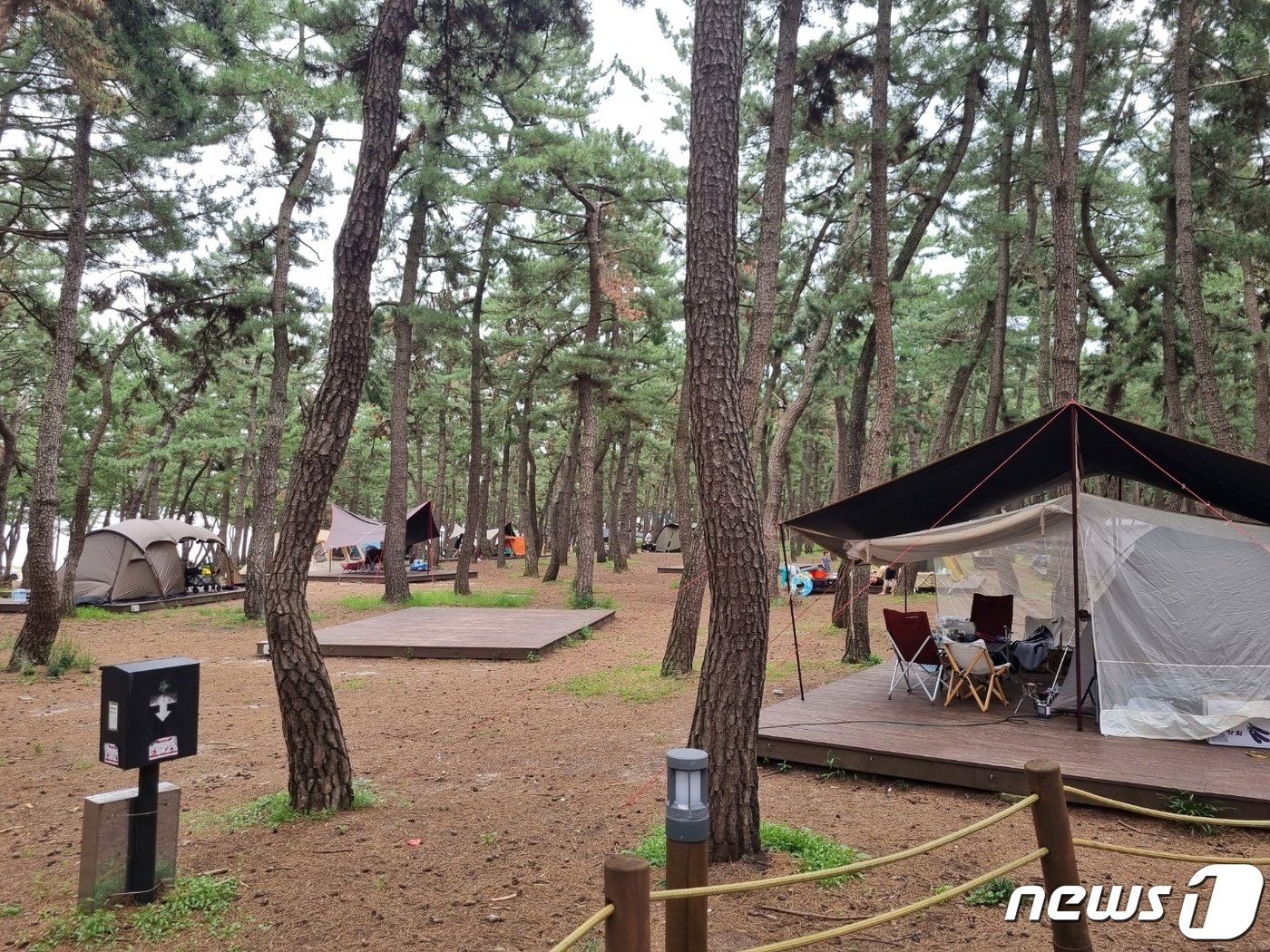 본문 이미지 - 광복절 연휴이자 피서철 막바지인 15일 강원 강릉 솔향기 캠핑장에 캠핑 텐트로 가득하다. 2022.8.15/뉴스1 윤왕근 기자