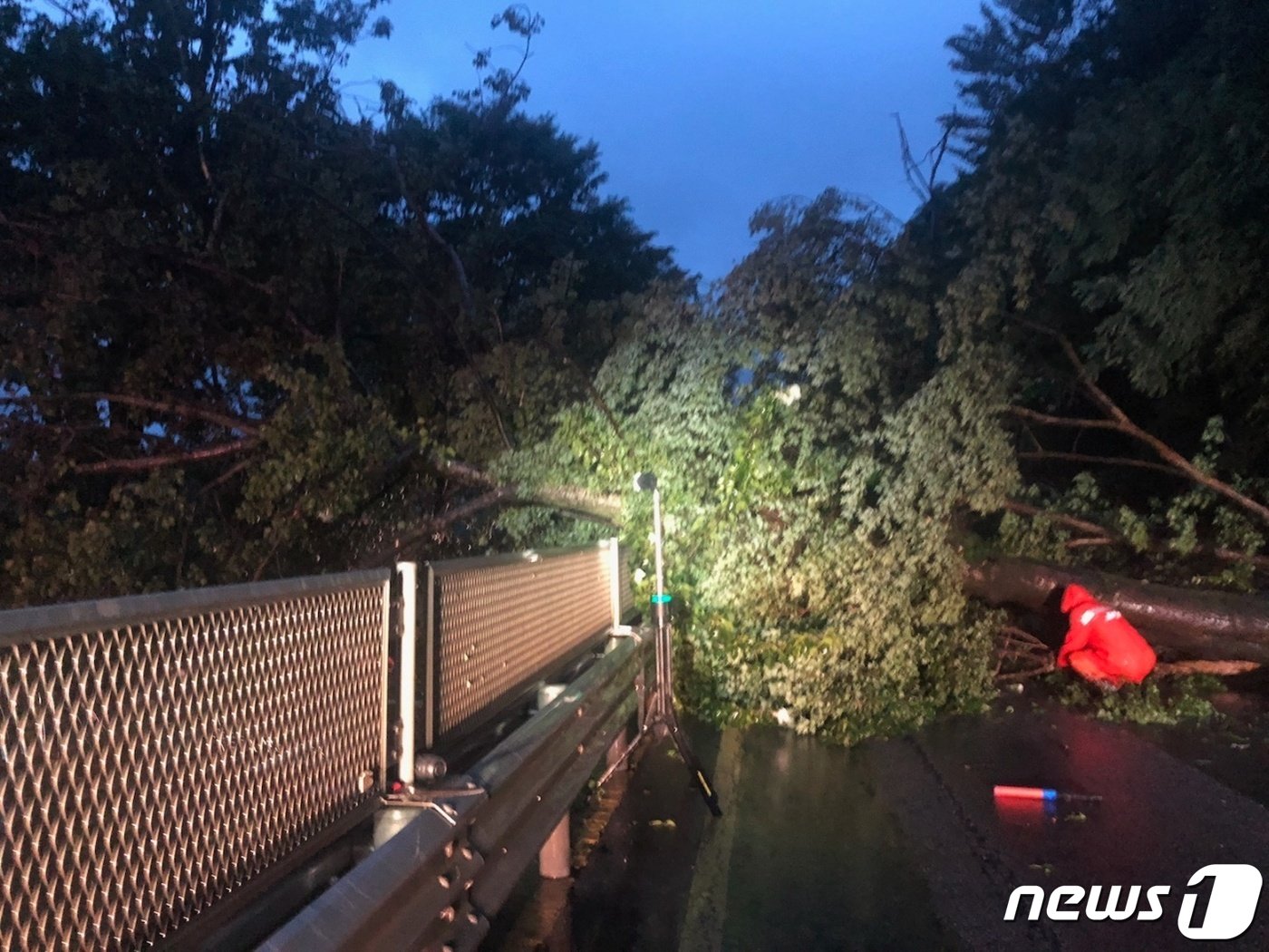 16일 오전 5시10분께 전주시 완산구 동서학동에서는 도로 위로 나무가 쓰러지면서 교통이 통제됐다.&#40;전북소방본부 제공&#41;2022.8.16/뉴스1