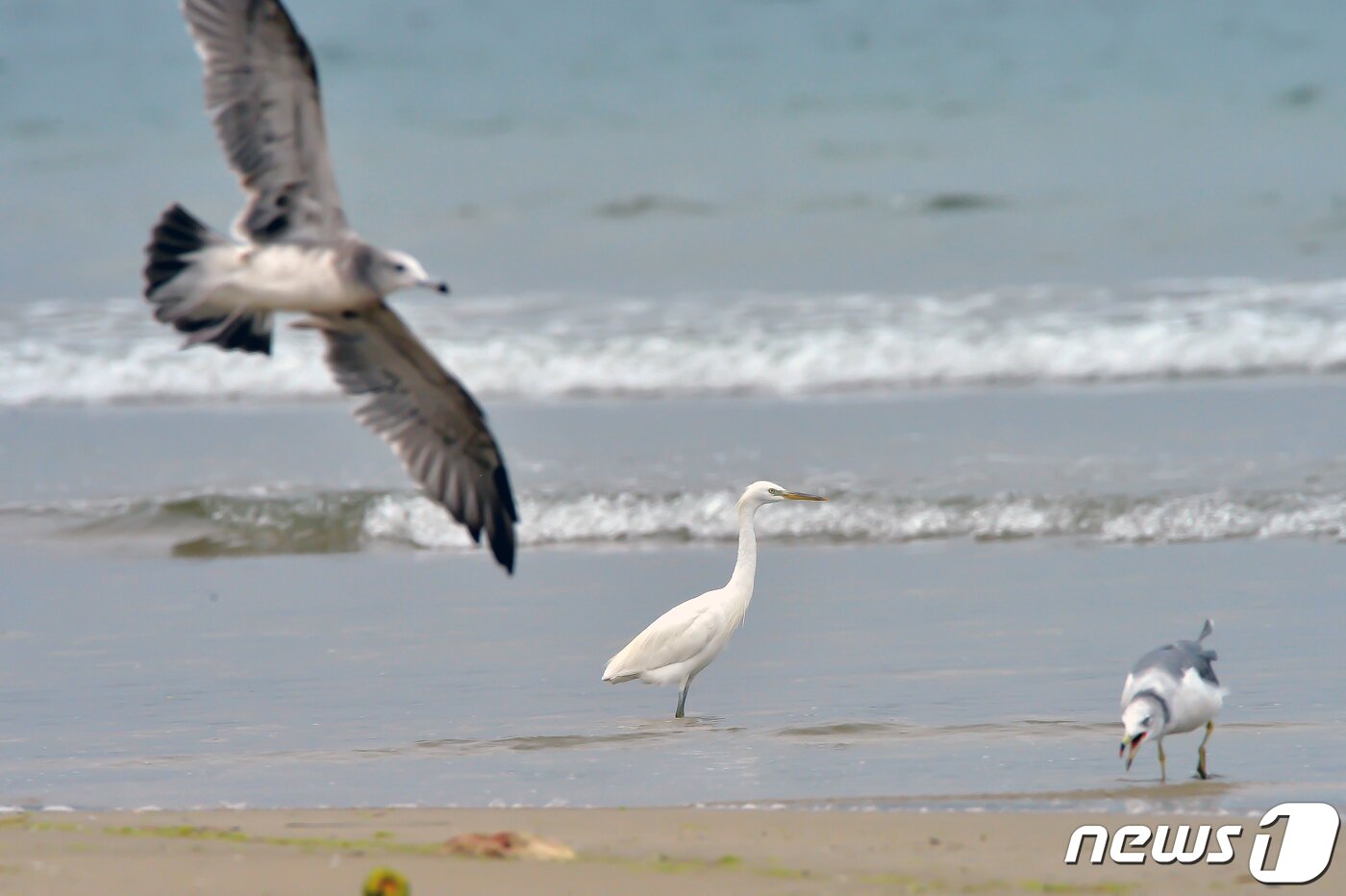 본문 이미지 - 17일 오후 천연기념물 제361호인 노랑부리 백로 한마리가 경북 포항시 남구 해안에서 발견됐다.2022.8.17/뉴스1 ⓒ News1 최창호 기자