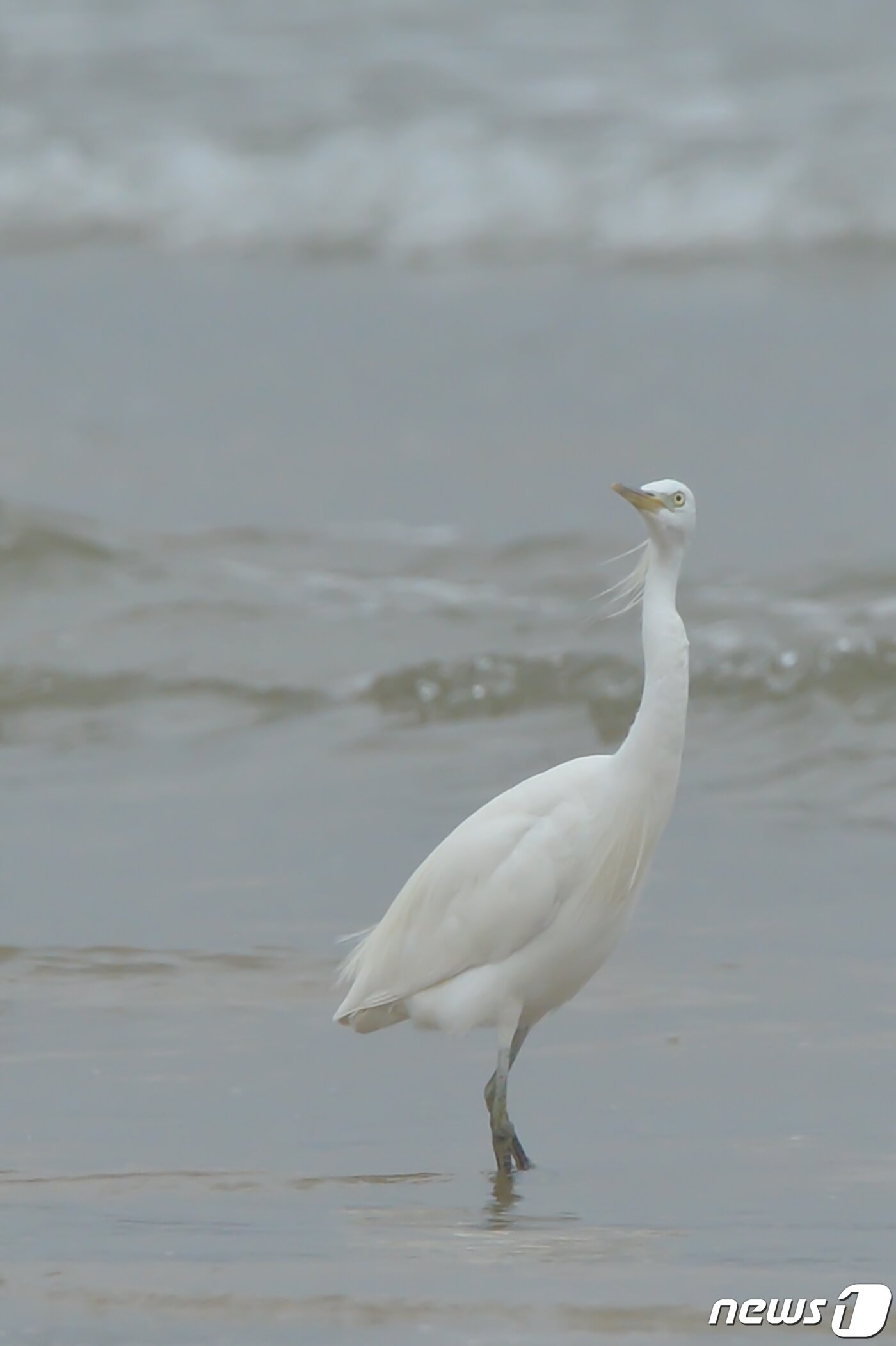 본문 이미지 - 17일 오후 천연기념물 제361호인 노랑부리 백로 한마리가 경북 포항시 남구 해안에서 먹잇감을 찾고 있다.2022.8.17/뉴스1 ⓒ News1 최창호 기자
