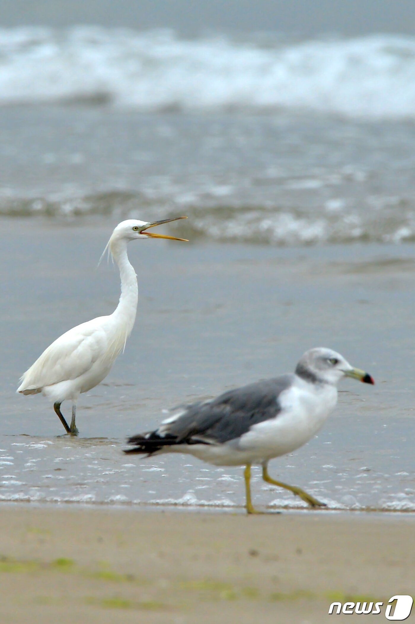 본문 이미지 - 17일 오후 천연기념물 제361호인 노랑부리 백로 한마리가 경북 포항시 남구 해안에서 갈매기와 함께 먹잇감을 찾고 있다.2022..8.17/뉴스1 ⓒ News1 최창호 기자