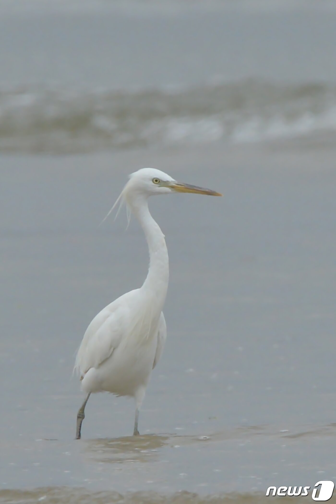 본문 이미지 - 17일 오후 천연기념물 제361호인 노랑부리 백로 한마리가 경북 포항시 남구 해안에서 먹잇감을 찾아 다니고 있다..2022.8.17/뉴스1 ⓒ News1 최창호 기자