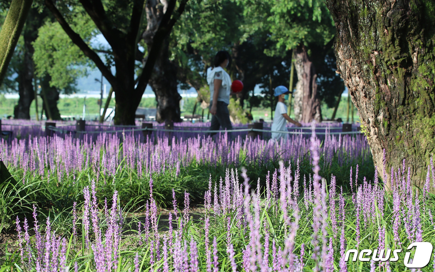 (성주=뉴스1) 공정식 기자 = 18일 오전 경북 성주군 천연기념물 제403호 '성주 경산리 성밖숲' 왕버들 주변에 활짝 핀 맥문동이 신비로운 보랏빛 자태를 뽐내고 있다. 2022 …