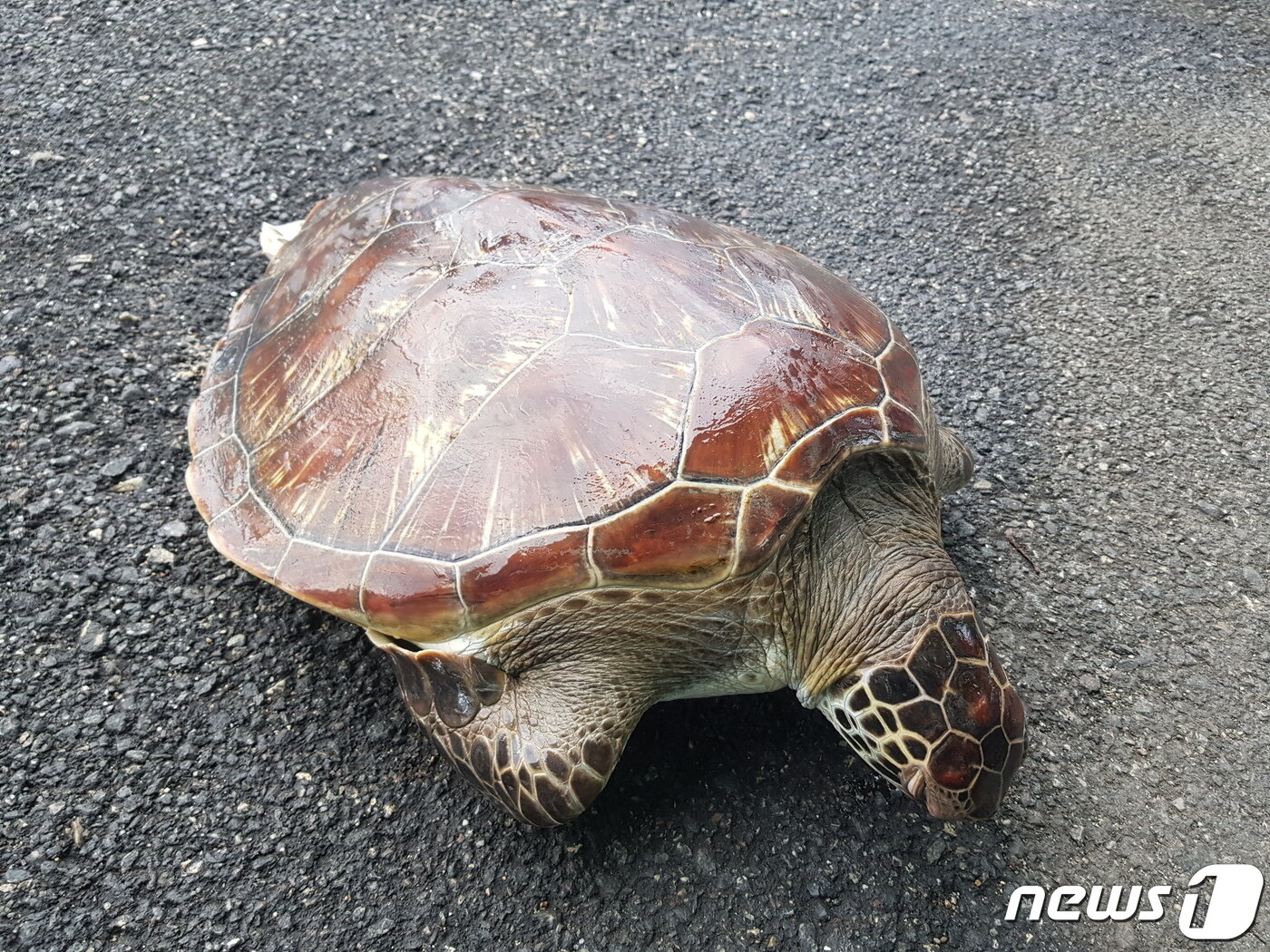 본문 이미지 - 19일 강원 동해안 최북단인 고성 앞바다에서 죽은 채 발견된 멸종위기종이자 아열대 종인 '푸른바다거북'.(속초해경 제공) 2022.8.19/뉴스1