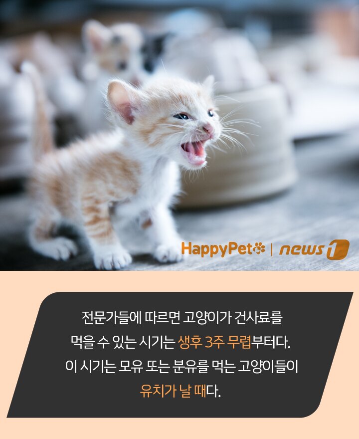 본문 이미지 - 펫카드 ⓒ 뉴스1