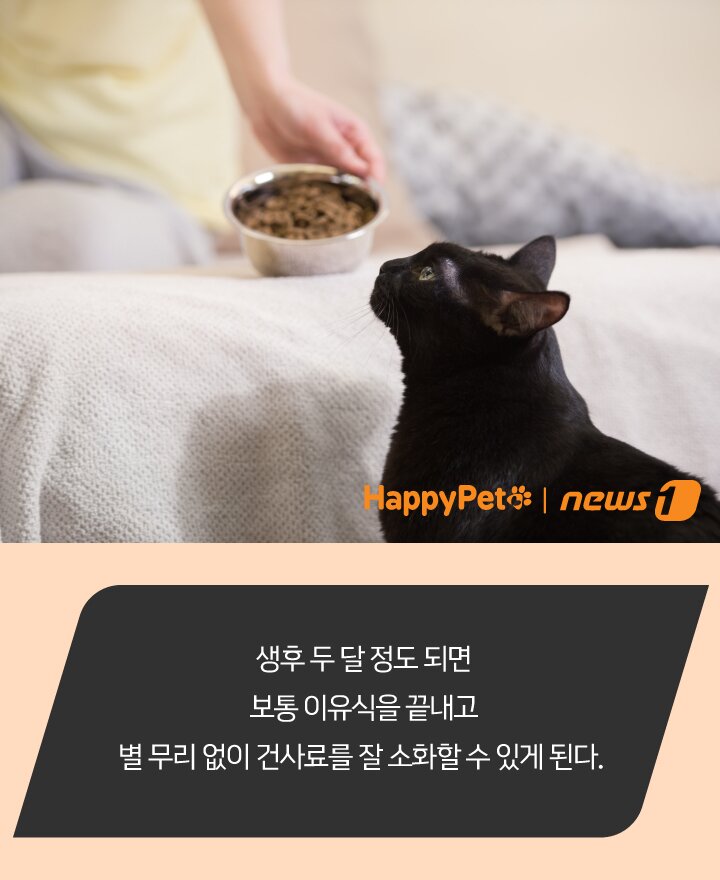 본문 이미지 - 펫카드 ⓒ 뉴스1