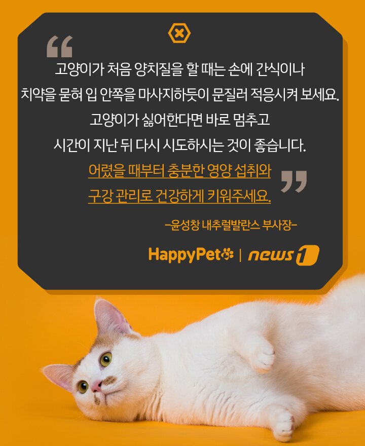 본문 이미지 - 펫카드 ⓒ 뉴스1